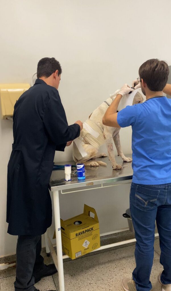 Publicado edital para Residência em Medicina Veterinária 2026